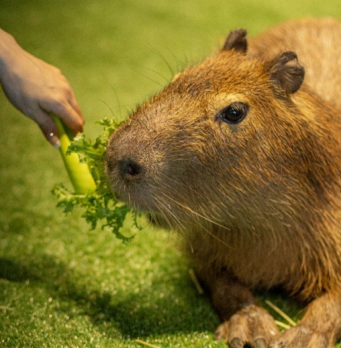 모모쥬 동물원 제주신화월드점-제주/서귀포/안덕면 (11.30)
